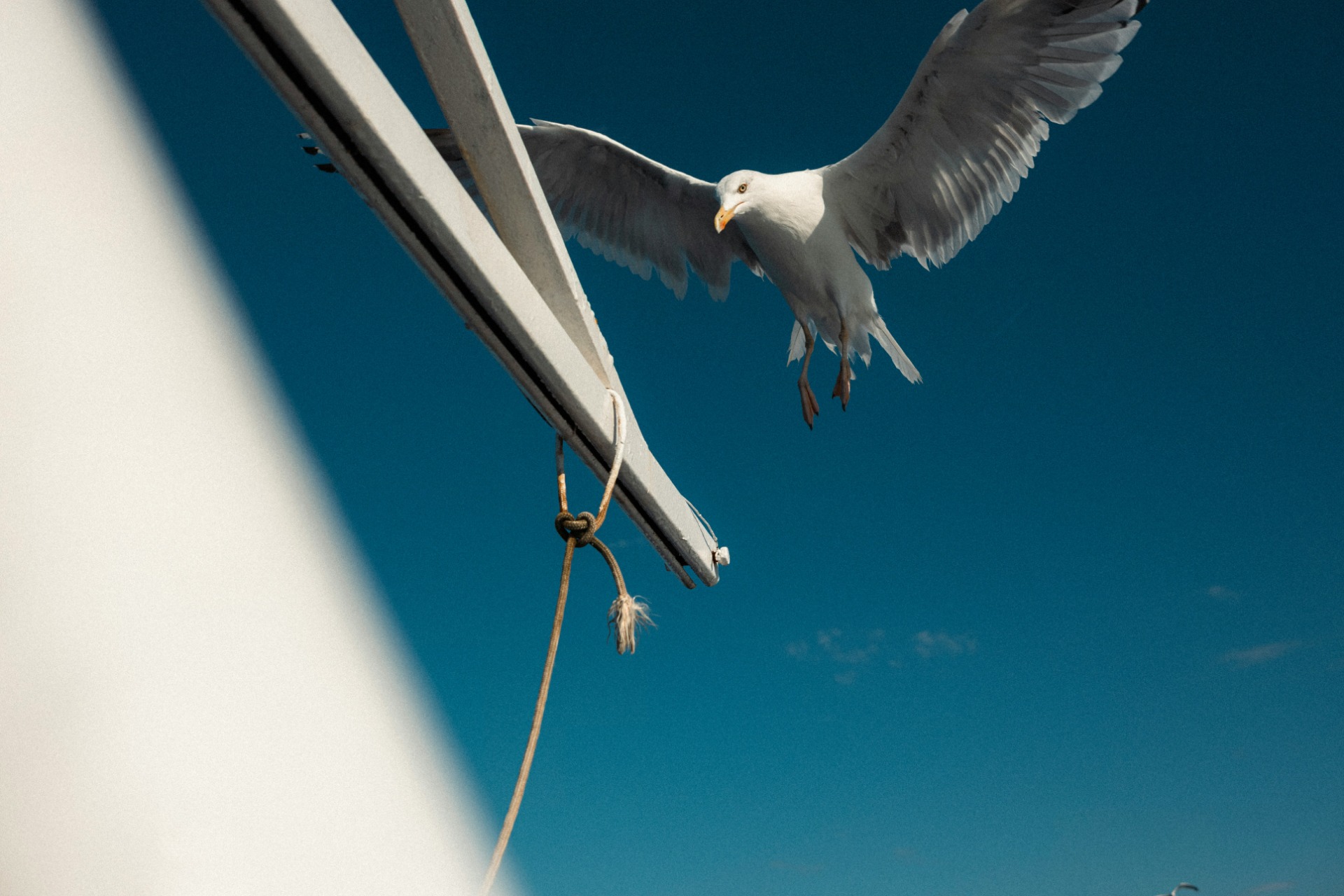 Seagull in Croatia